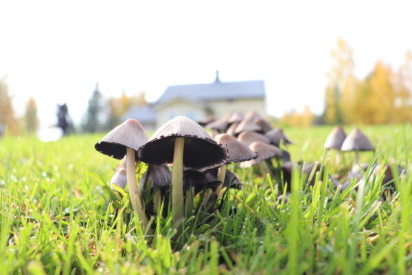 Sieniä nurmikolla.
