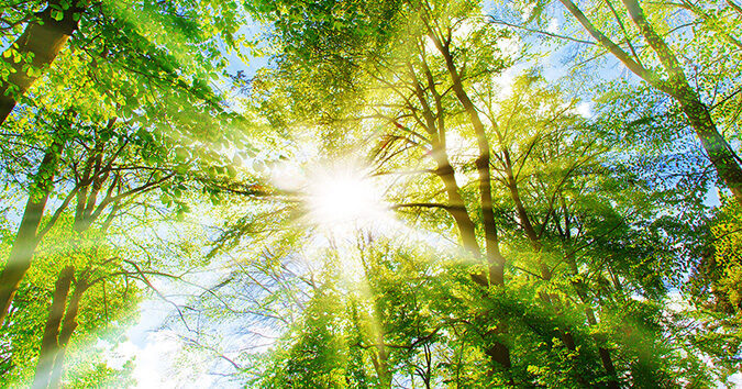 aurinko paistaa lehvien lävitse