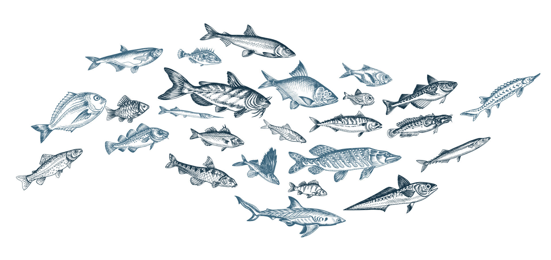 Kuvituskuva, jossa on useita piirrettyjä kaloja.