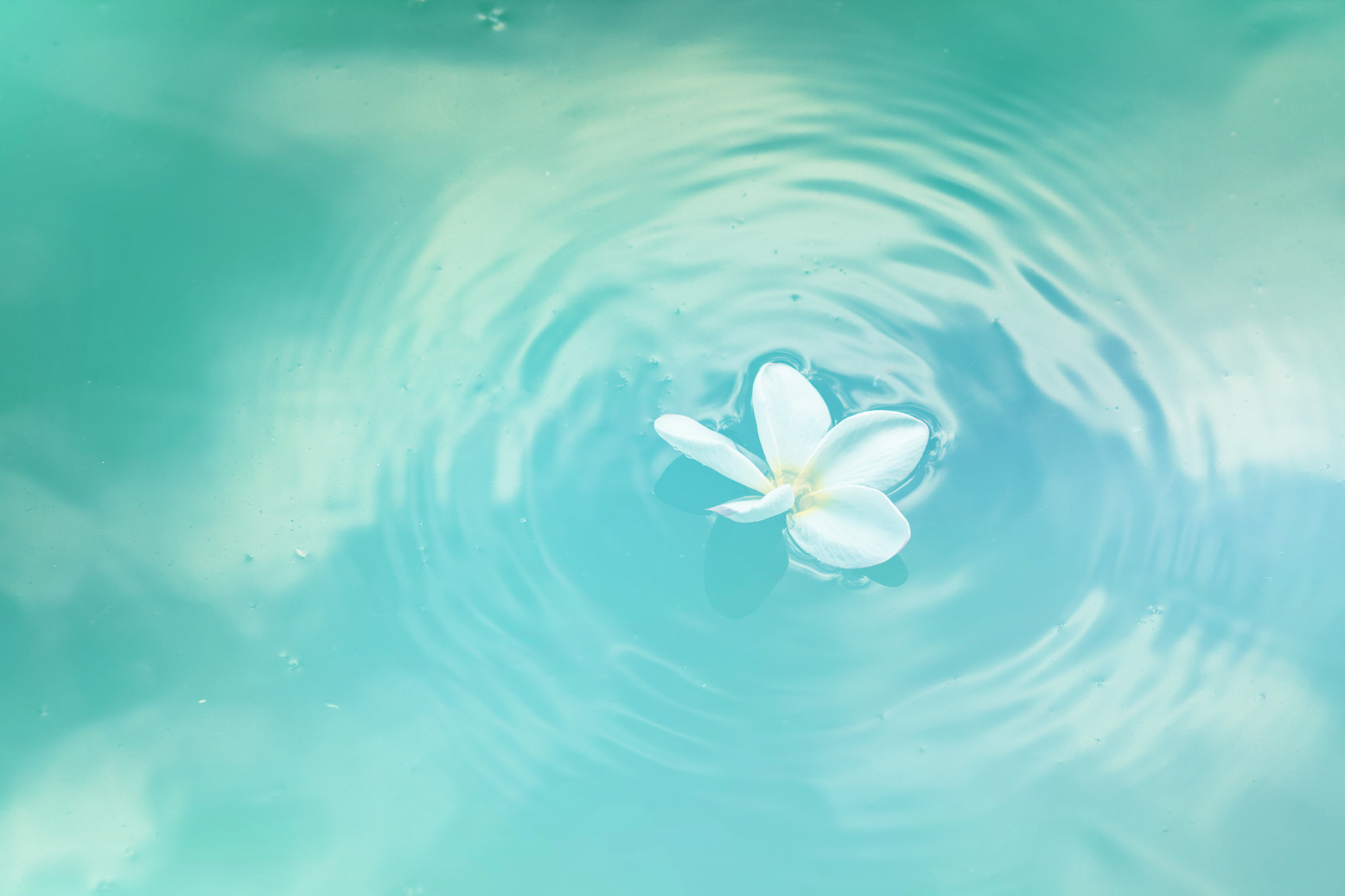 Kuvituskuva, jossa vaaleansinisessä vedessä kelluu valkoinen lumpeenkukka.