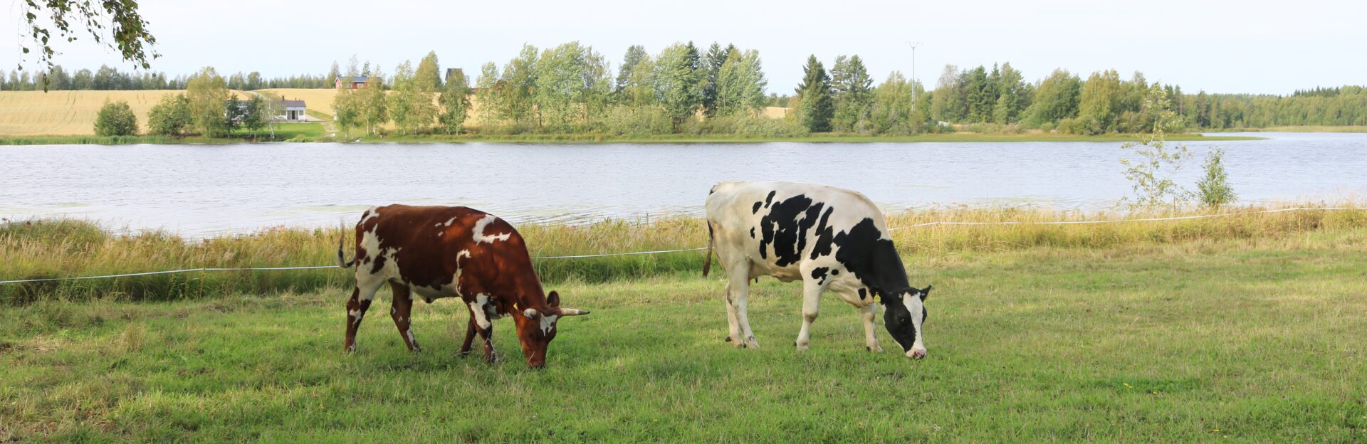 Kaksi nautaa rantalaitumella. Vasta rannalla on viljapeltoa.