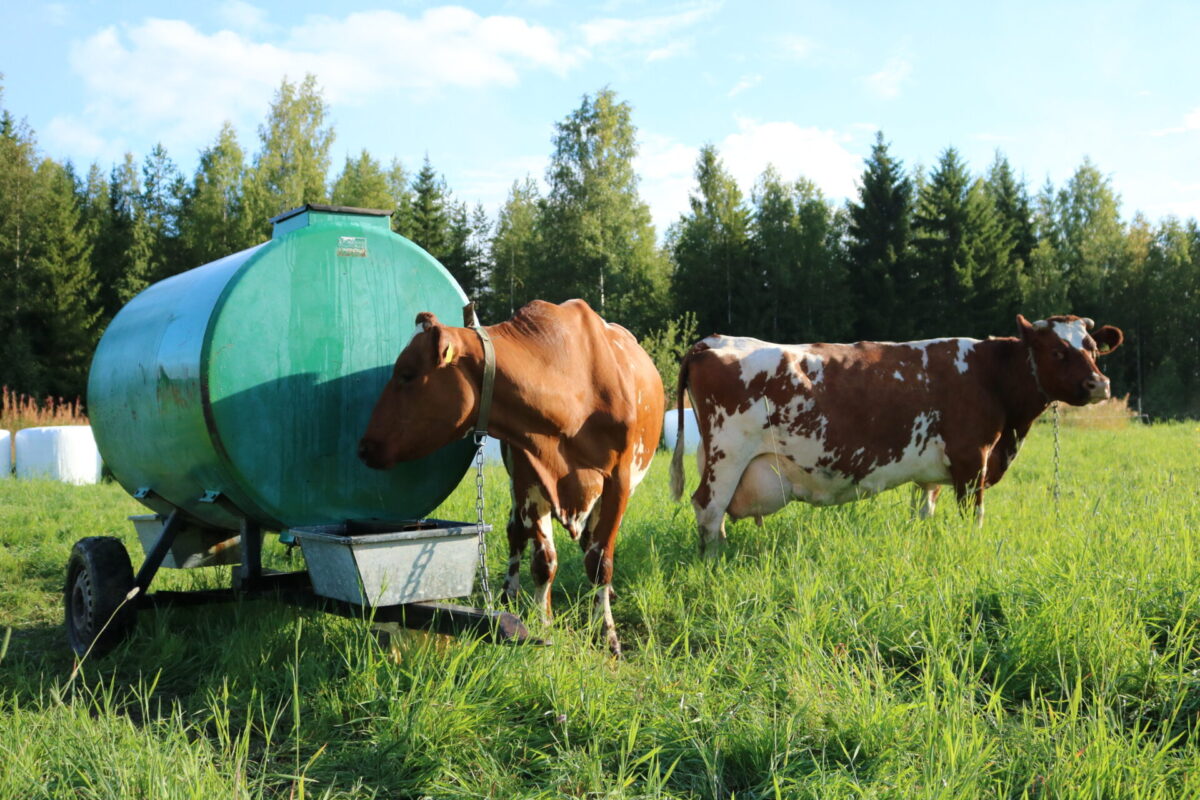 kaksi lehmää kesäisessä maisemassa pellolla juottopisteen luona.