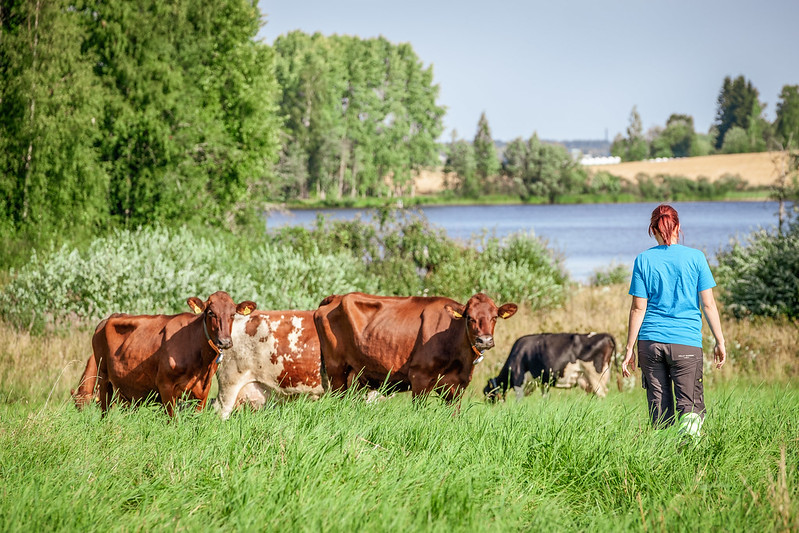 Lehmiä kesäisellä laitumella ja nainen seisoo niiden vieressä selkä kameraan