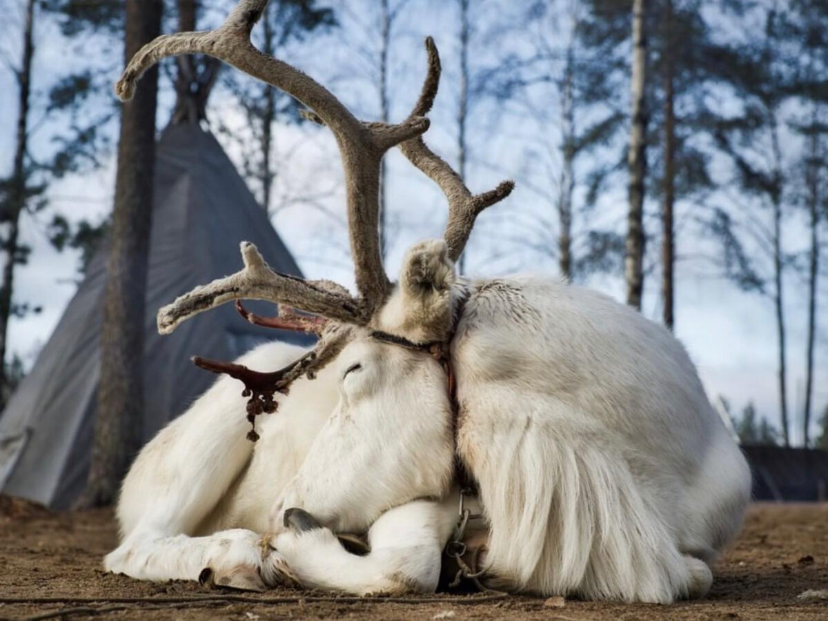 A picture of a white reindeer by Julian Fuchs