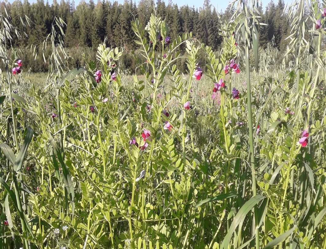 Monipuolisella viljelykierrolla on positiivinen vaikutus maan kasvukuntoon. (Kuva Fiia Ritvanen).