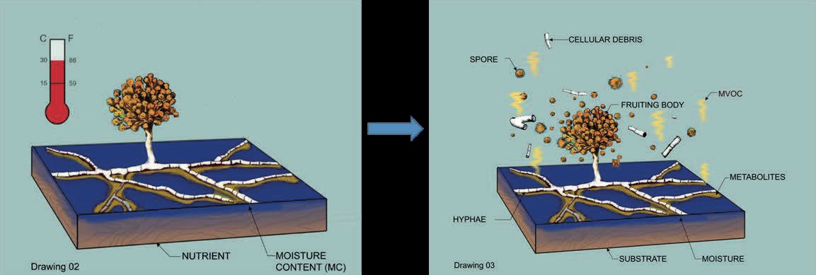 Schematic diagram showing the growth of fungi on a material surface with the subsequent release of particles of the fungal growth.