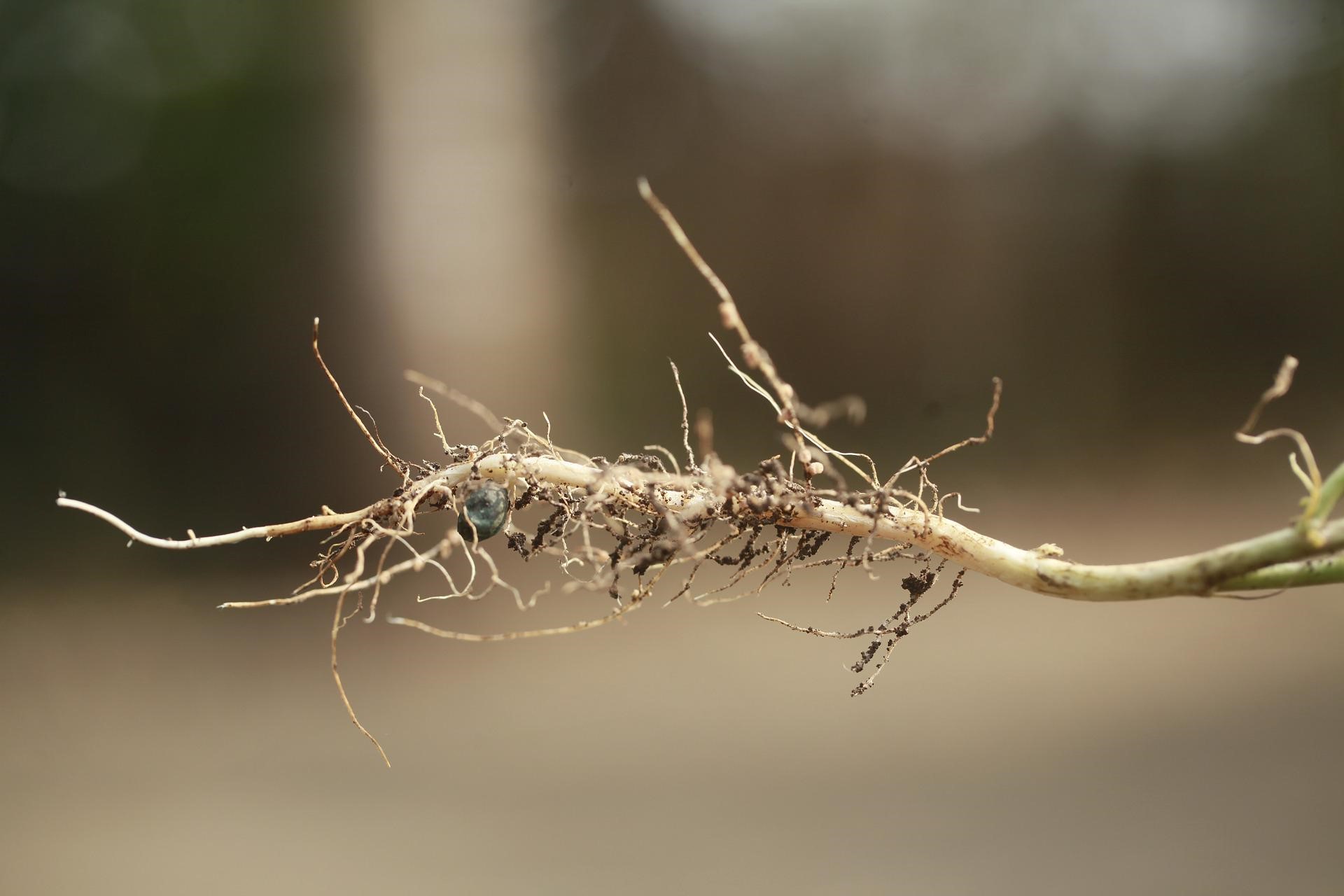 Symbioottiset typpeä sitovat bakteerit elävät nystyröissä, jotka ovat erikoistuneita isäntäkasvin osia. Palkokasveilla bakteerit elävät juuriin muodostuneissa nystyröissä. (Kuva Pixabay).