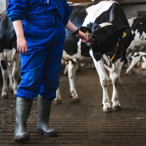 Agrologiopiskelija navetassa.