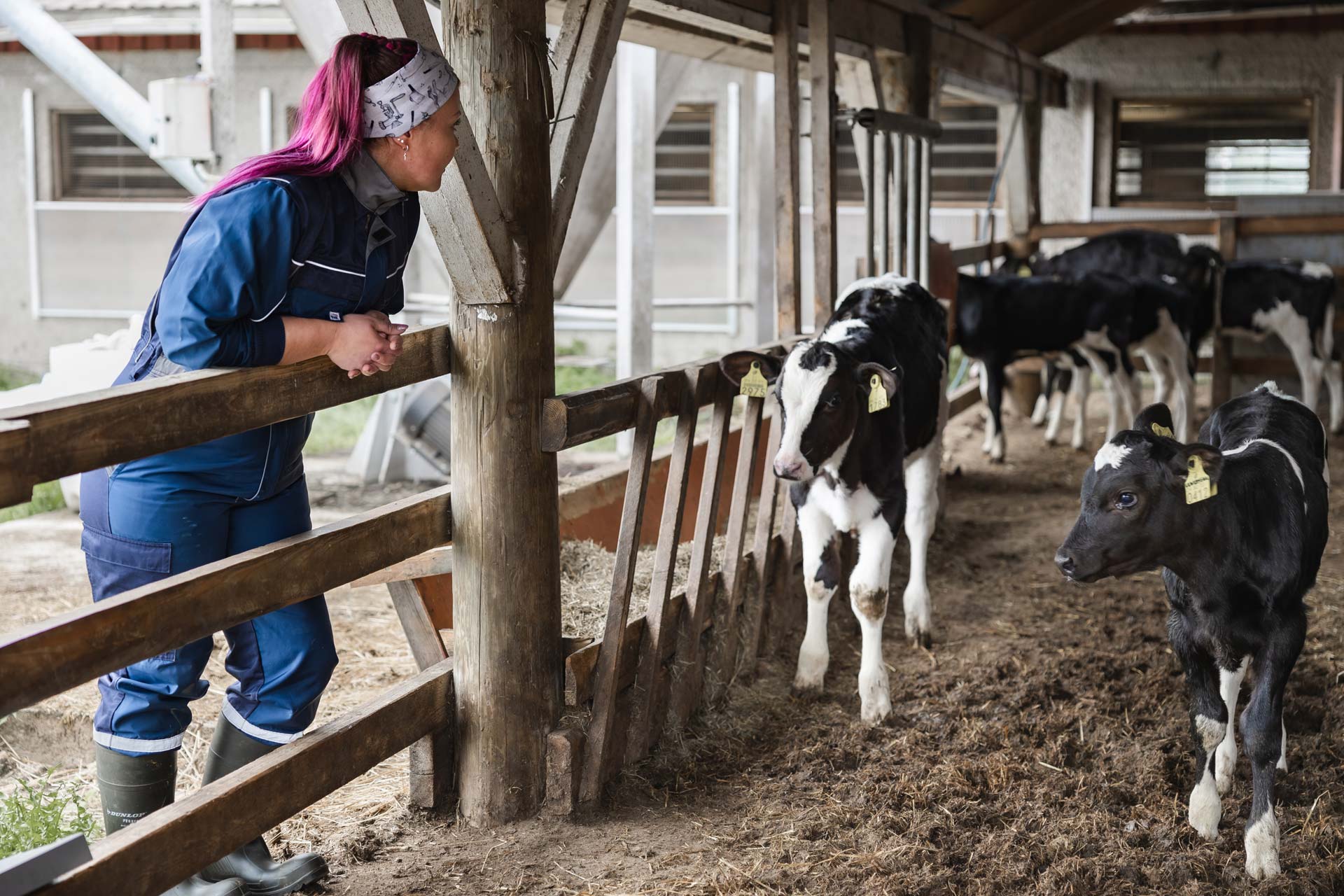 Agrologiopiskelija ja vasikoita.