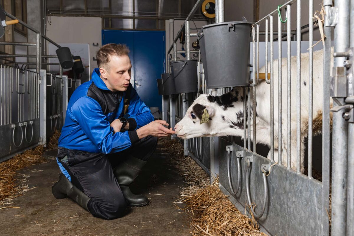 Agrologiopiskelija ja vasikka.