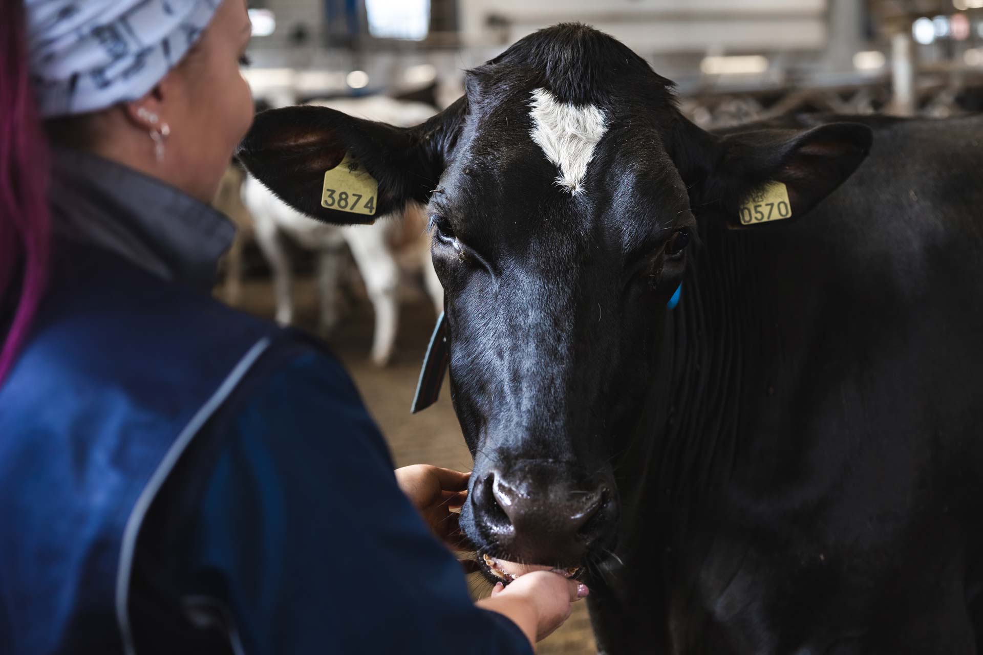 Agrologiopiskelija ja lehmä.