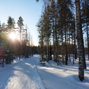 Talvinen metsä, aurinko paistaa puiden lomasta.
