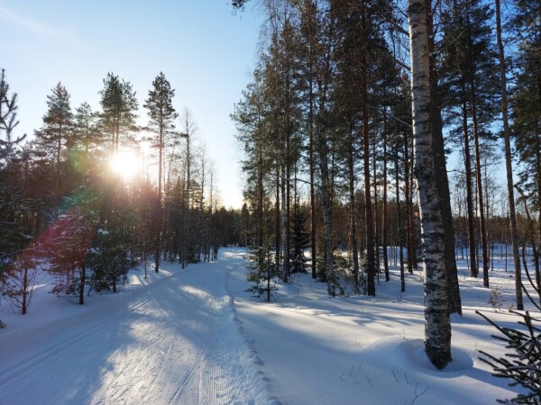 Talvinen metsä, aurinko paistaa puiden lomasta.