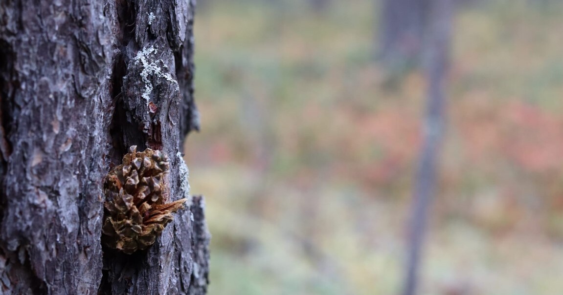 Kuva 1. Luontoliikunnalla on paljon hyvinvointia edistäviä vaikutuksia.