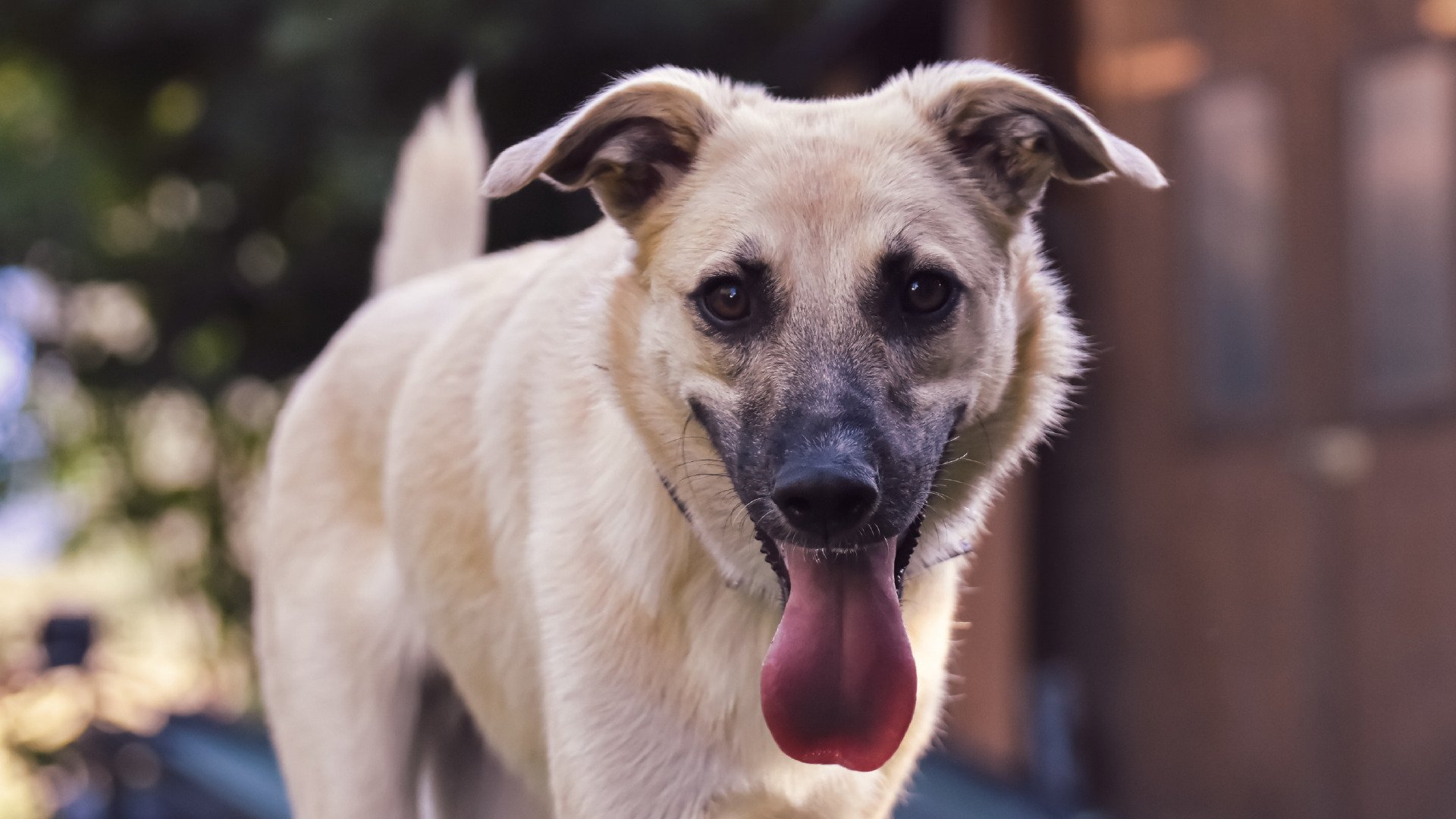 Koira katsoo kameraan kieli ulkona suusta.