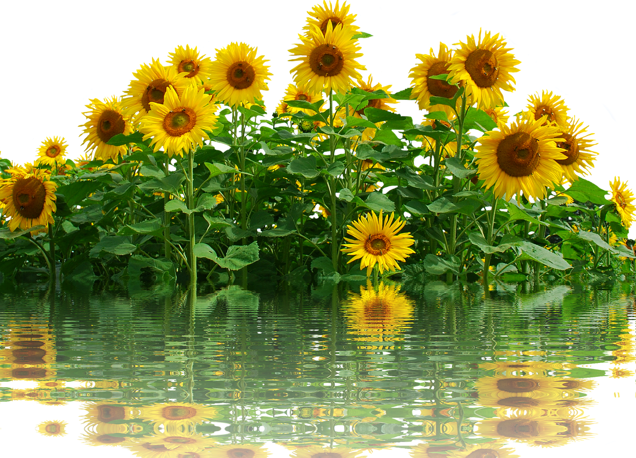 Kuvassa auringonkukkia.