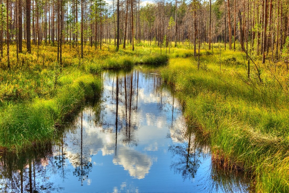 Metsäoja, jonka ympärillä kasvaa harvakseltaan nuoria mäntyjä.