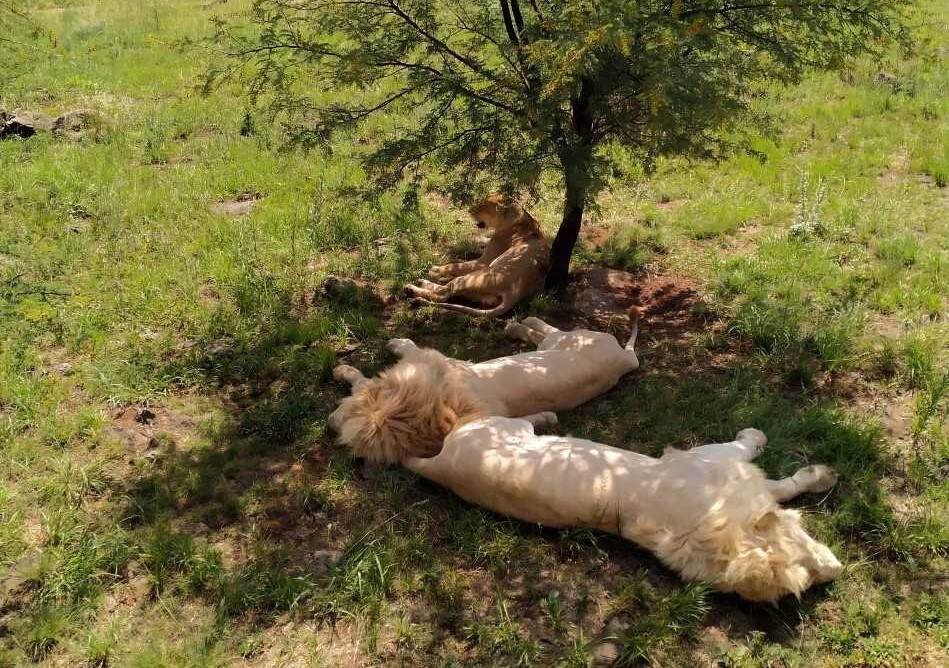 Kaksi leijonaa makaa puun varjossa.