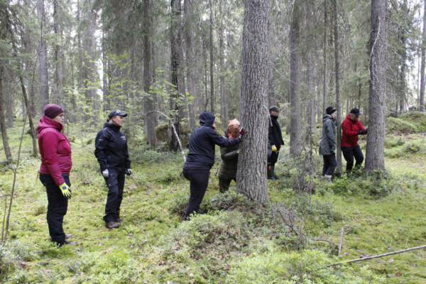 Ryhmä ihmisiä metsässä valuttamassa pihkaa puista.