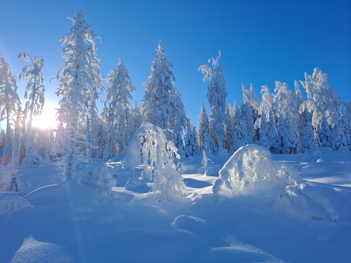 Snowy forest landscape with blue sky and sun shining