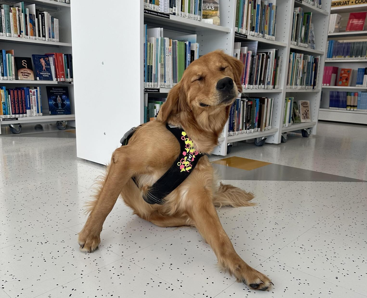 Iloisen näköinen koira silmät kiinni, puolimakaavassa asennossa keskellä kirjastoa.