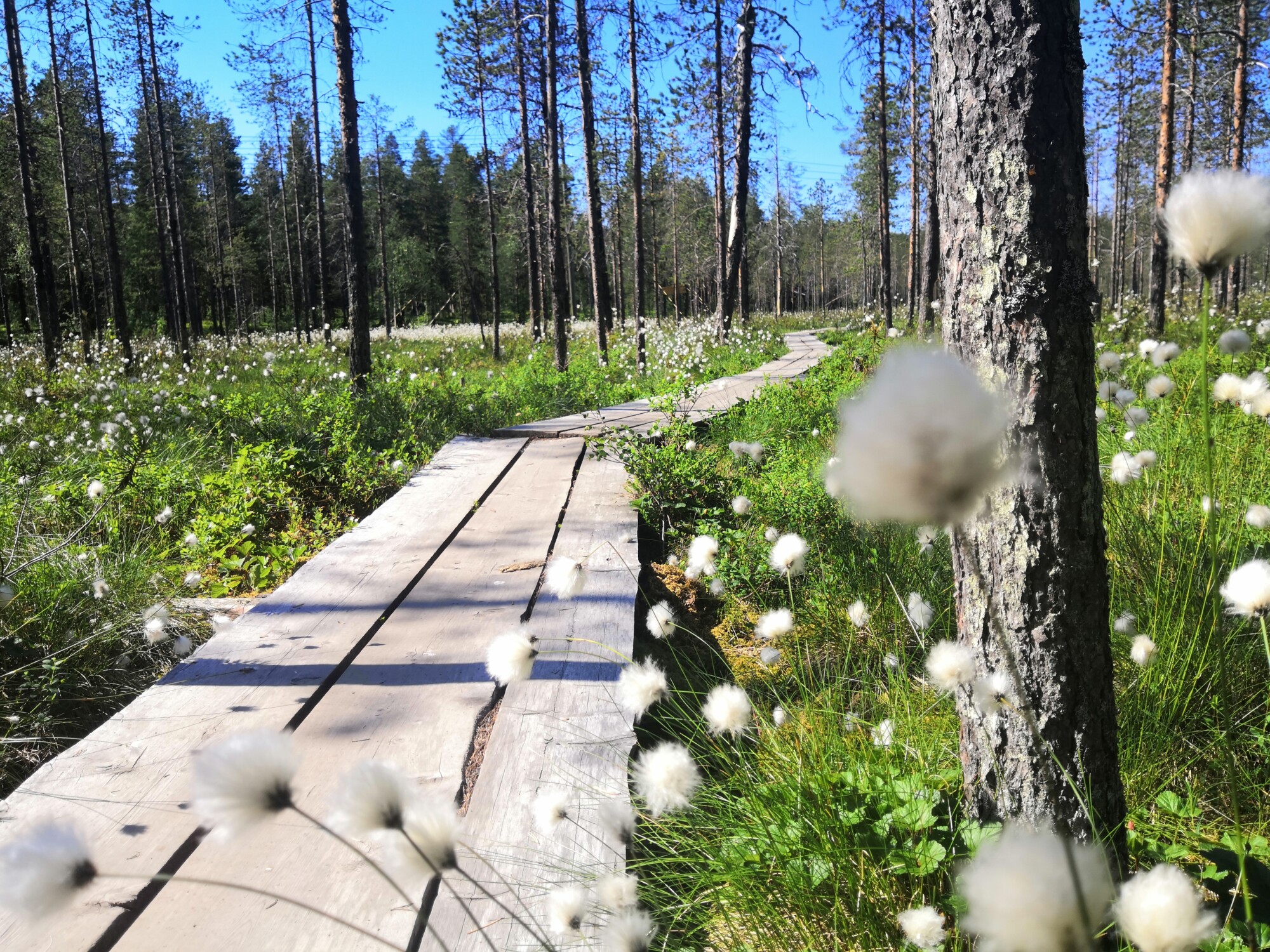 Kuvassa laudasta tehdyt pitkospuut suoluonnossa, etualalla kukkii suopursuja.