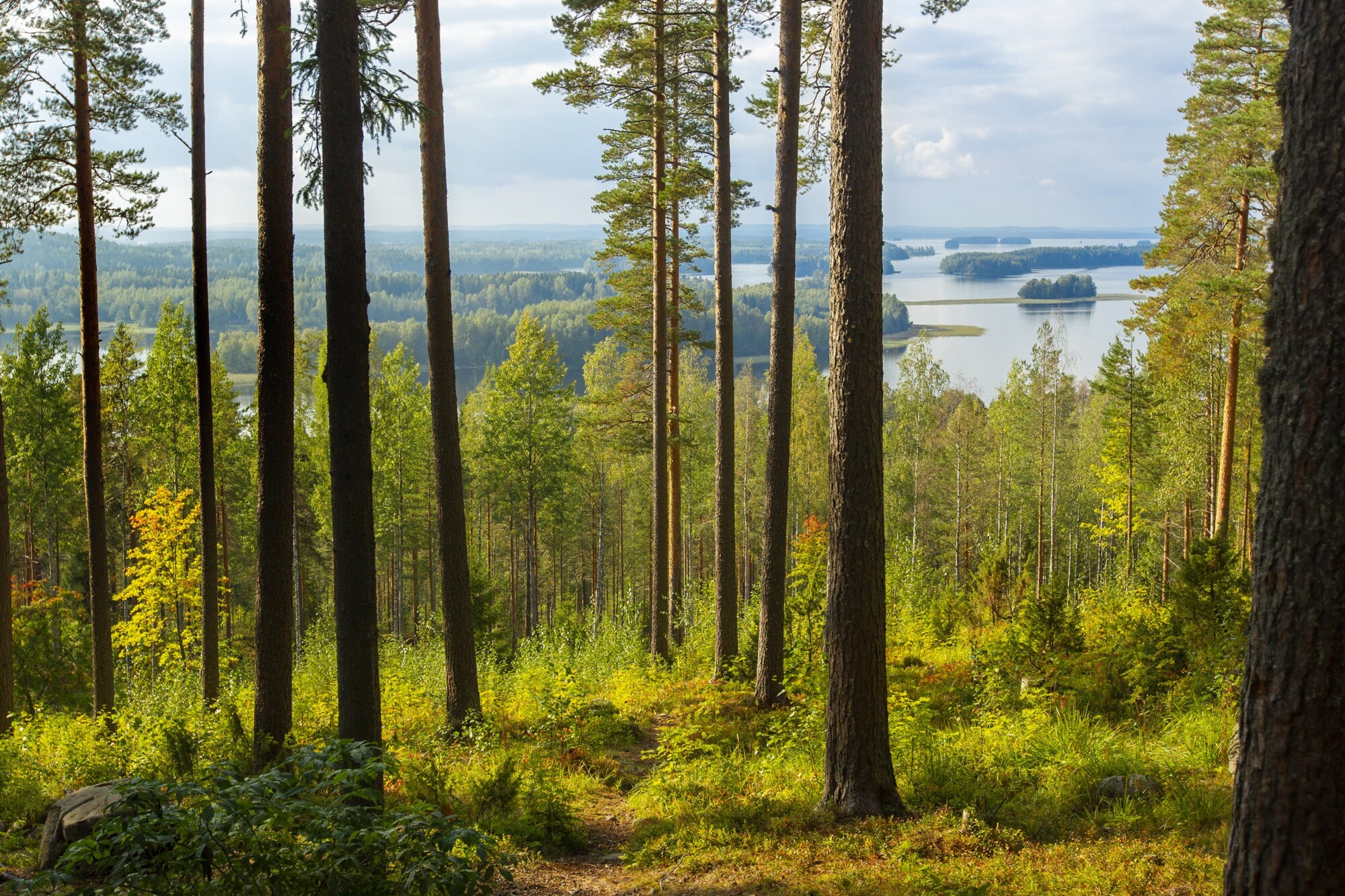 Maisemakuvassa etualalla mäntyjä, kaukana näkyy järvi ja runsaasti saaria.