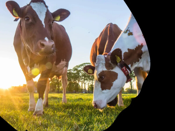 Täsmäkotieläintuotanto