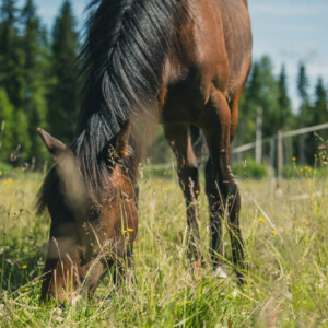 Ruskea hevonen, jolla on musta harja, laiduntaa auringonpaisteisella ruohoisella niityllä, luonnonkukkien ja puiden ympäröimänä sinisen taivaan alla.