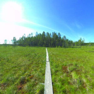 Kapeat puiset pitkospuut kulkevat vihreän suon halki kohti kaukana olevaa metsää kirkkaan sinisen taivaan alla auringon paistaessa.