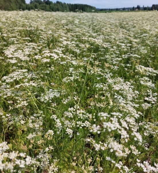 Pienten valkoisten luonnonkukkien tiheästi peittämä pelto ulottuu kauas, ja sitä reunustaa puurivi osittain pilvisen taivaan alla.