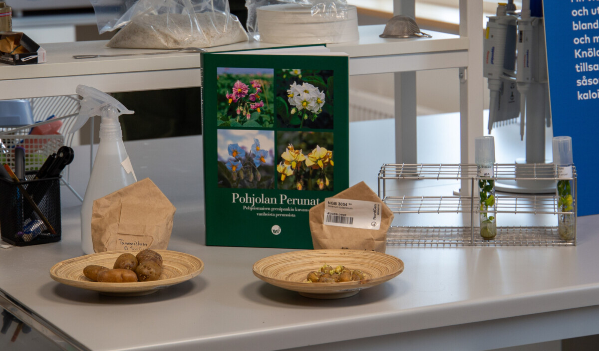 Pohjolan Perunat -niminen kirja, jossa on kuvia perunan kukista, on laboratoriopöydällä, ja sen ympärillä on perunoita sisältäviä lautasia, paperipusseja, suihkepullo ja koeputkia, joissa on kasvinäytteitä.