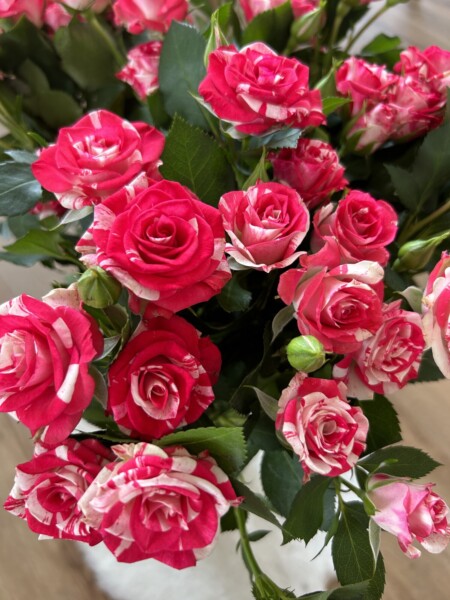 Kimppu elinvoimaisia vaaleanpunaisia ja valkoisia kirjavia ruusuja, joissa on reheviä vihreitä lehtiä, kuvattuna läheltä vaalealla pinnalla.