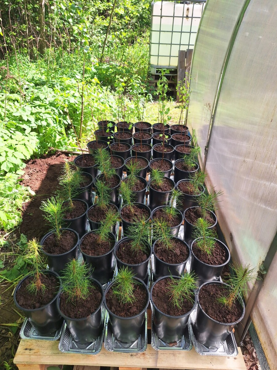 Mustissa ruukuissa olevia pieniä männyn taimia istuu rivissä puisella kuormalavalla kasvihuoneen vieressä, vehreiden kasvien ja puiden ympäröimänä, ja taustalla on suuri vesiastia.