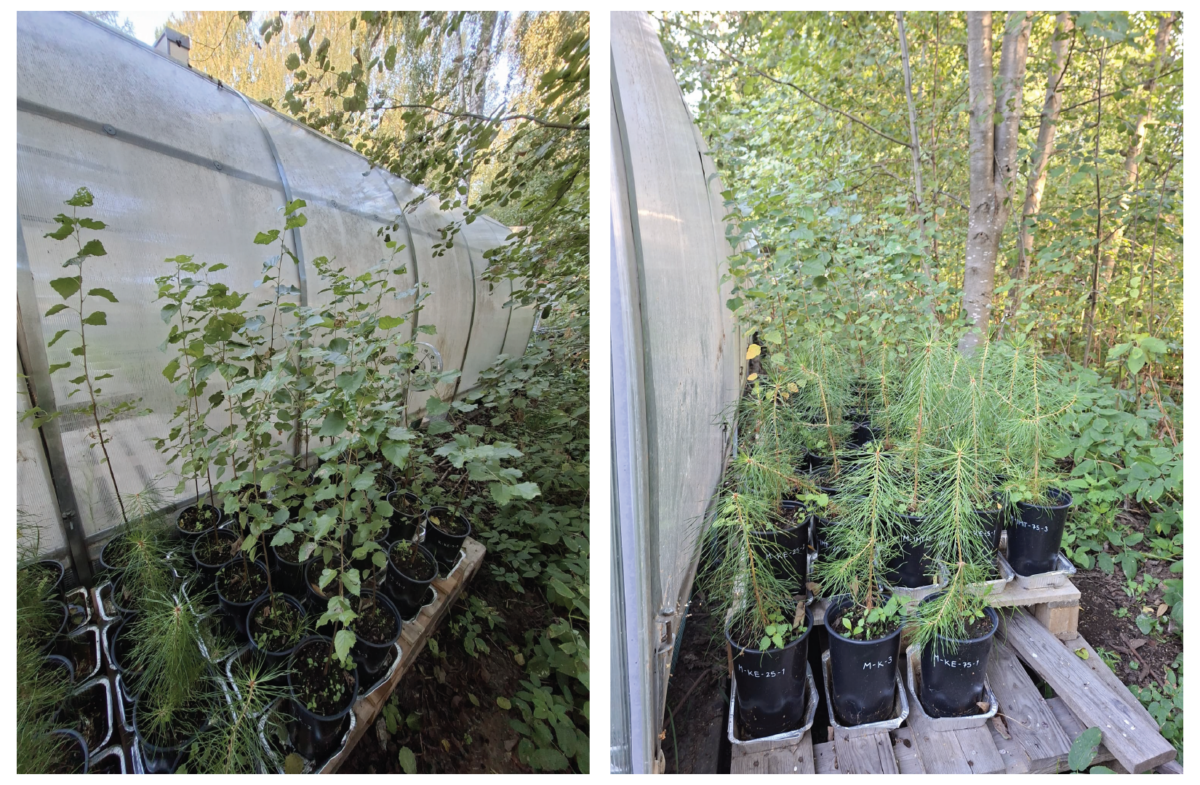 Vierekkäisissä valokuvissa näkyy nuoria ruukkukasveja kasvamassa puulavoilla kasvihuoneen vieressä, tiheiden vihreiden puiden ja lehtien ympäröimänä. Vasemmassa kuvassa on lehtikasveja, oikeassa havupuiden taimia.