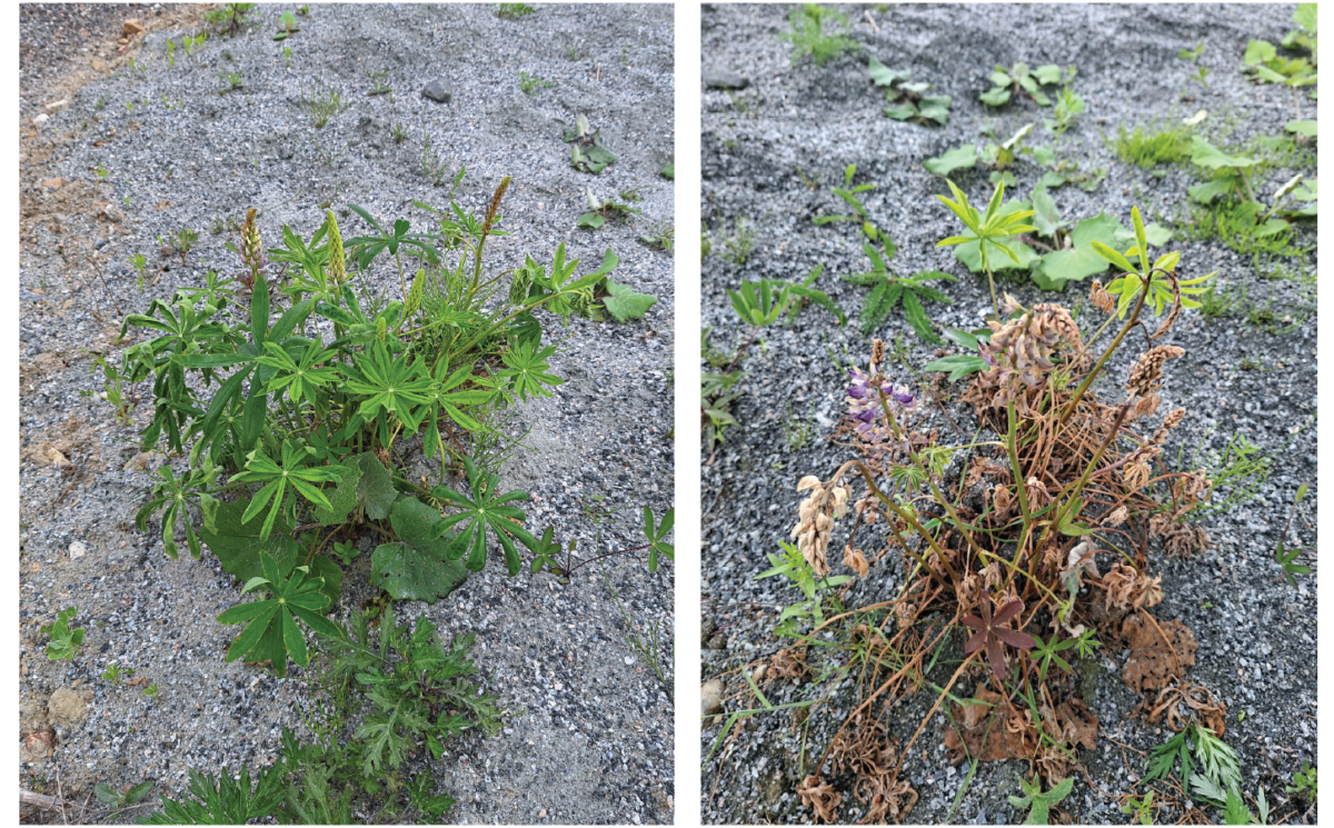 Kahdessa vierekkäisessä kuvassa näkyy sorasta kasvavia kasveja: vasemmanpuoleinen kasvi on vihreä ja terve, kun taas oikeanpuoleinen kasvi on kuihtunut ja ruskea, ja siinä on jäljellä joitakin vihreitä lehtiä ja muutama violetti kukka.