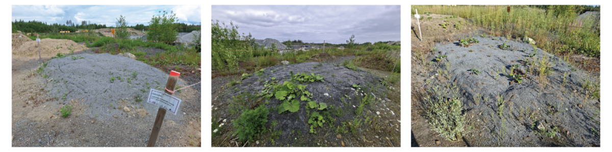 Kolme kuvaa pienistä tumman maan tai soran kumpareista avoimella nurmialueella, joilla kasvaa erilaisia vihreitä kasveja. Taivas on osittain pilvinen, ja taustalla näkyy rakennusmateriaaleja.