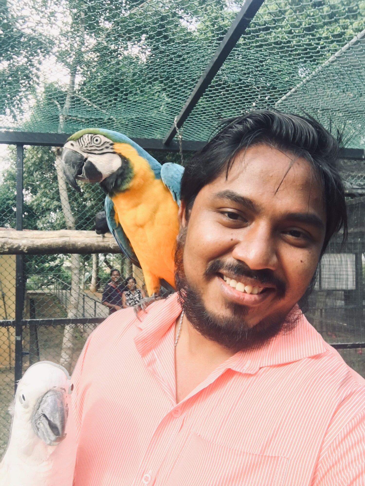 Vaaleanpunaiseen paitaan pukeutunut mies hymyilee ottaessaan selfietä sinikeltainen ara olkapäällään ja valkoinen kakadu edessään ulkona sijaitsevassa lintuhuoneessa, jossa on puita ja verkkoaitauksia.