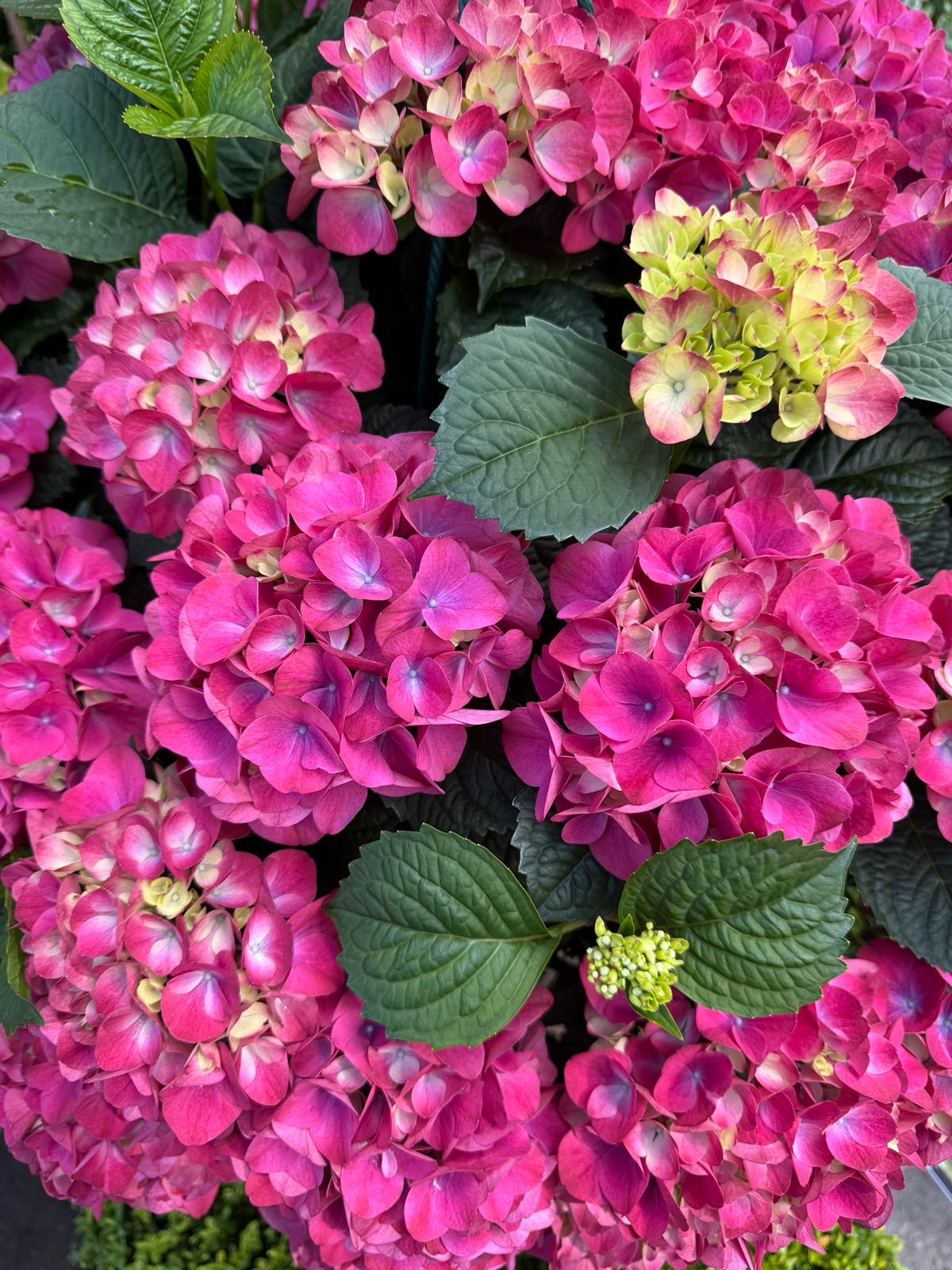 Ryhmiä kirkkaan vaaleanpunaisia hortensiakukkia, joissa on vihreät lehdet, joidenkin kukkien sävyissä on vaaleankeltaista ja vaaleanvihreää, kukinnan eri vaiheissa.
