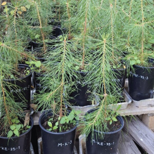 Useita mustissa ruukuissa olevia nuoria mäntyjä on sijoitettu puulavoille ulkona. Ruukuissa on valkoiset tarrat, joissa on koodit. Alueen ympärillä on vihreitä lehtiä ja kasveja.