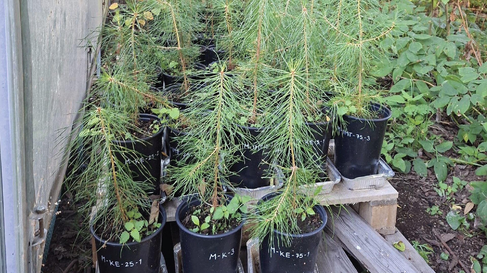 Useita mustissa ruukuissa olevia nuoria mäntyjä on sijoitettu puulavoille ulkona. Ruukuissa on valkoiset tarrat, joissa on koodit. Alueen ympärillä on vihreitä lehtiä ja kasveja.