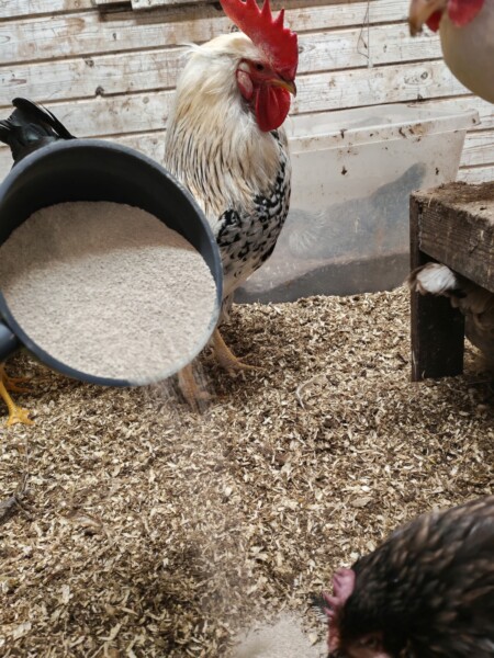 Henkilö kaataa rehua tai jauhetta kauhasta maahan kanalan sisällä, kun valkoinen kukko ja kana ovat vieressä puulastujen päällä.