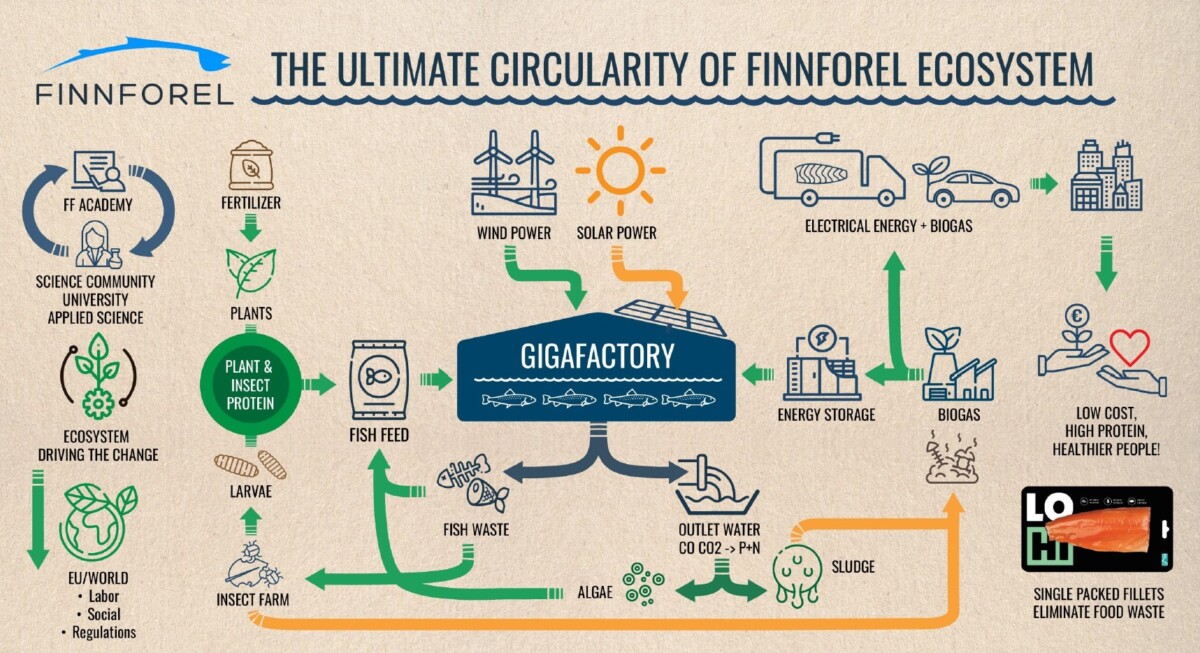 Infografiikka, jossa esitetään "Finnforelin ekosysteemin perimmäinen kiertokulku" ja keskeinen gigatehdas. Kaaviossa kuvataan yksityiskohtaisesti kalantuotanto, uusiutuva energia, jätteiden kierrätys, biokaasun tuotanto ja kestävät elintarviketuotokset, jotka liittyvät toisiinsa.