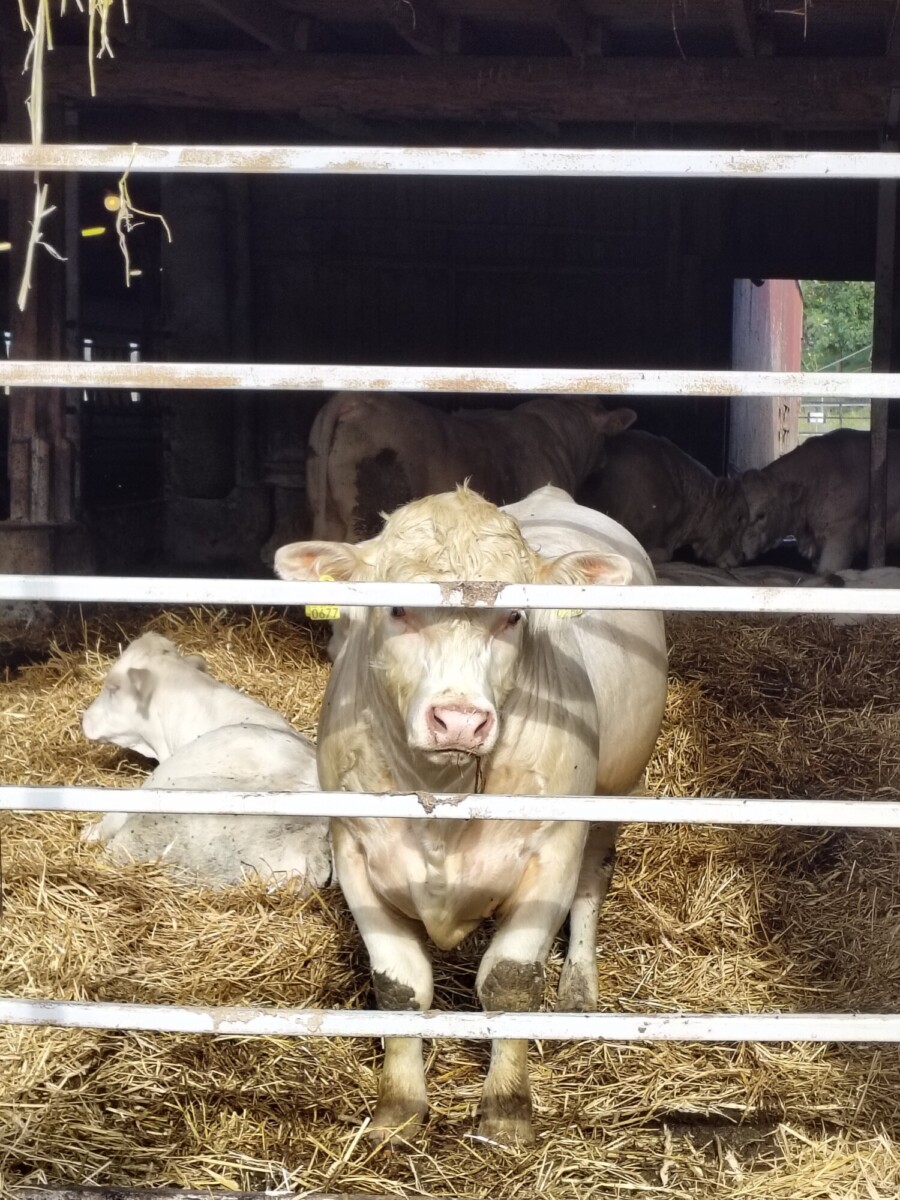 Valkoinen lehmä katsoo eteenpäin navetan metalliaidan takana, vasikka makaa lähellä oljilla ja muut lehmät lepäävät varjossa. Auringonvalo korostaa olkia ja lehmän kasvoja.