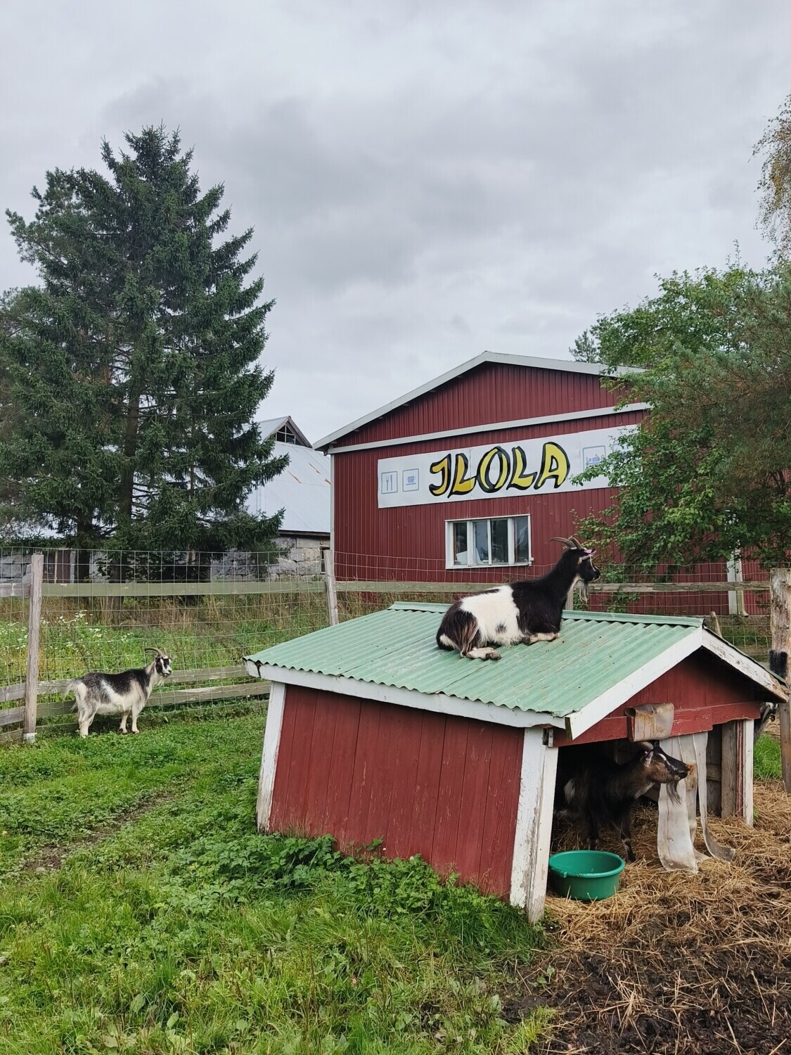 Mustavalkoinen vuohi istuu pienen punaisen vajan katolla, jonka alla on toinen vuohi. Lähistöllä nurmikolla seisoo koira, ja taustalla pilvisen taivaan alla on punainen lato, johon on maalattu JOLA.