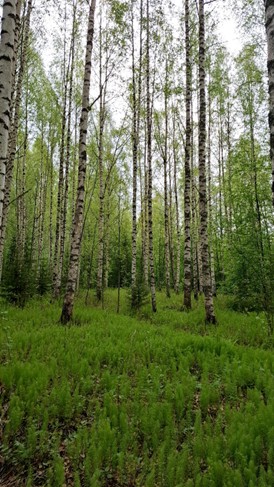 Rehevä metsä, jossa on korkeita, hoikkia koivuja ja elinvoimaisen vihreää aluskasvillisuutta metsänpohjassa. Maisema näyttää rauhalliselta ja luonnolliselta, ja valo suodattuu lehtikaton läpi.