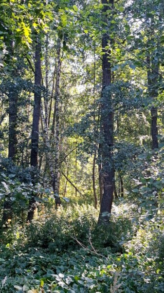 Auringonvalo suodattuu tiheän, vihreän metsän korkeiden, lehtisten puiden läpi. Aluskasvillisuudessa on runsaasti kasveja ja pensaita, jotka luovat rauhallisen, luonnollisen metsämaiseman.