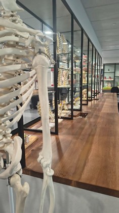 Ihmisen osittainen luurankomalli seisoo lähellä puupöytää, joka on vuorattu lasivitriineillä, joissa on lisää anatomisia malleja, ilmeisesti luonnontieteellisessä tai lääketieteellisessä luokkahuoneessa tai laboratoriossa.