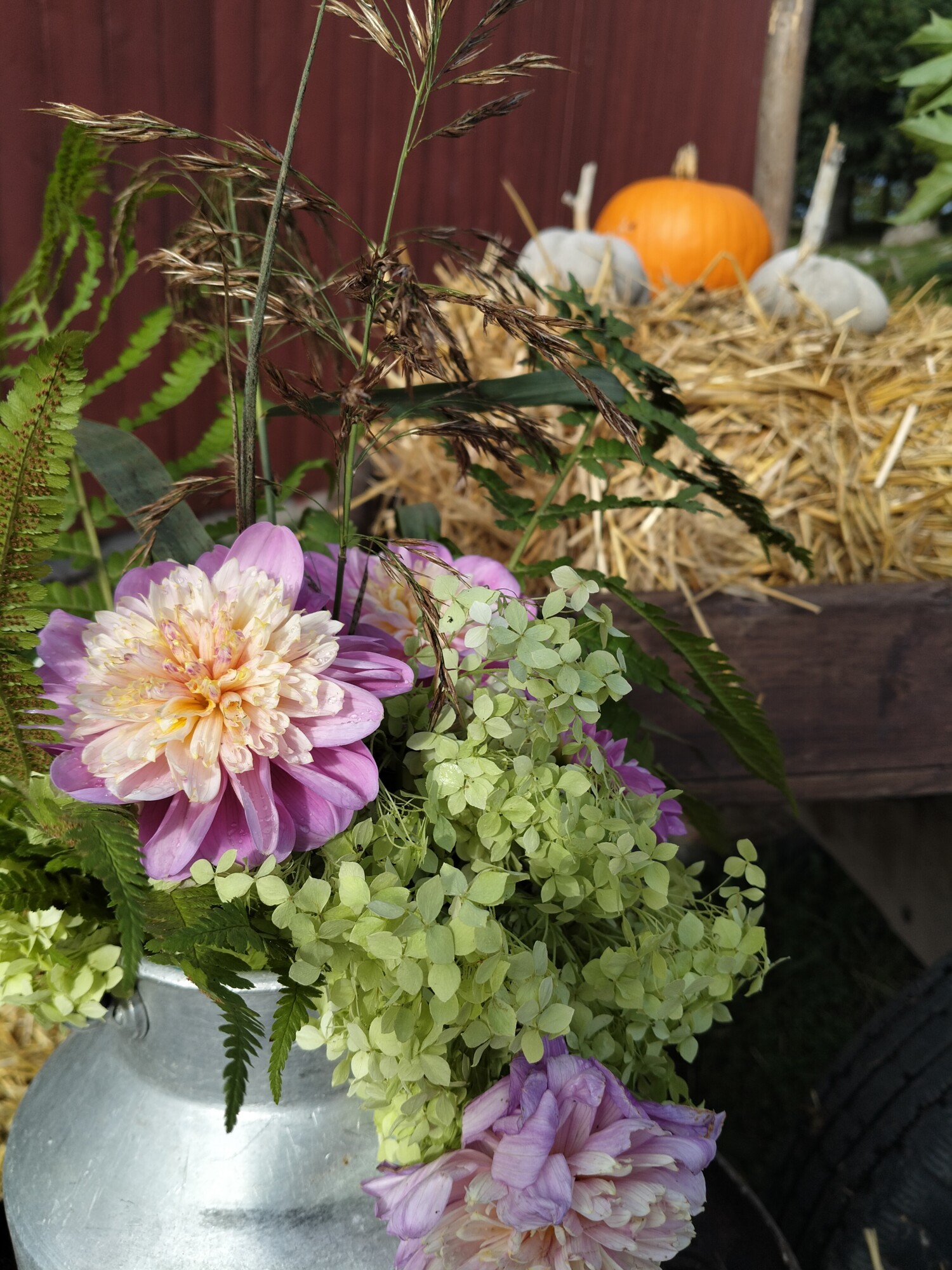 Lähikuva kukkakimpusta, jossa on vaaleanpunaisia daalioita, vihreitä hortensioita ja saniaisia hopeisessa maljakossa. Taustalla kurpitsa ja kaksi valkoista kurpitsaa lepäävät oljen päällä puukärryissä.