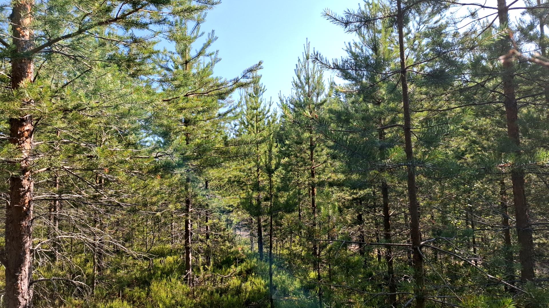 Tiheä metsä, jossa on korkeita, hoikkia mäntyjä ja vihreää aluskasvillisuutta, jota kirkas auringonvalo valaisee kirkkaan sinisen taivaan alla.